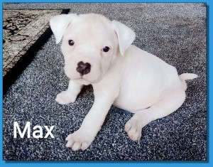 Mainline American Bulldog puppy for sale!